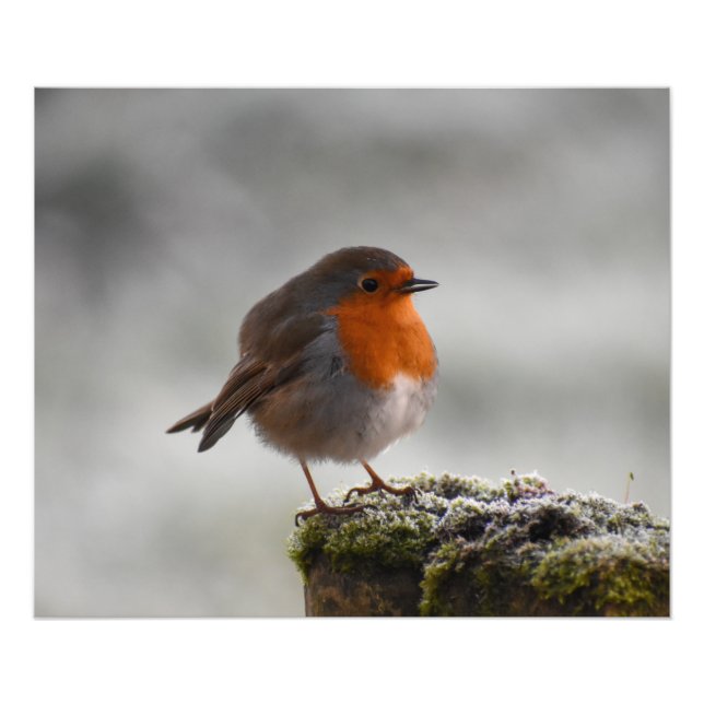 Frosty Robin Fototryck (Framsidan)