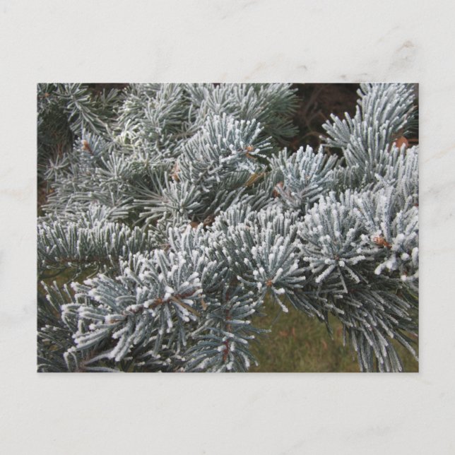 Frosty Spruce vycard Vykort (Framsida)