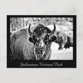 Frosty Yellowstone Bison Vykort