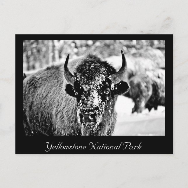 Frosty Yellowstone Bison Vykort (Framsida)