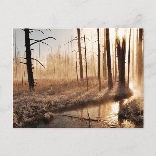 Frosty Yellowstone-morgon Vykort (Framsida)
