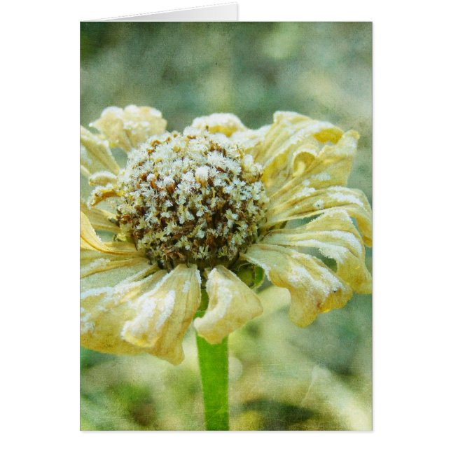 Frosty Zinna Hälsningskort (Framsidan)