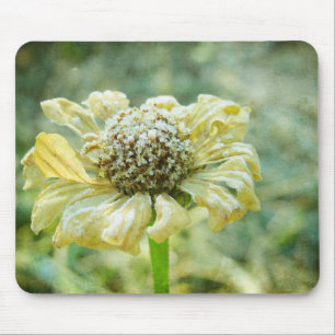 Frosty Zinna Musmatta