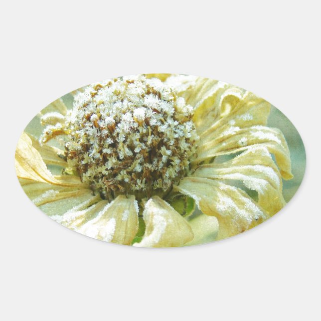 Frosty Zinna Ovalt Klistermärke (Framsida)