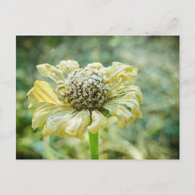 Frosty Zinna Vykort (Framsida)