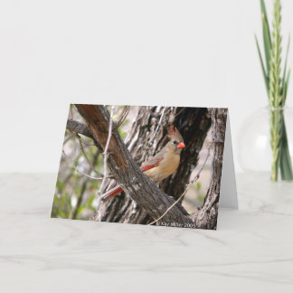 Fru Cardinal-2004 Kort