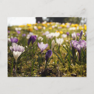 Frühlings Wiese mit Krokus im Gegenlicht Vykort