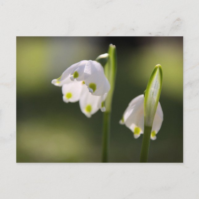 Frühlingsboten bringen Glück in den Briefkasten Vykort (Framsida)