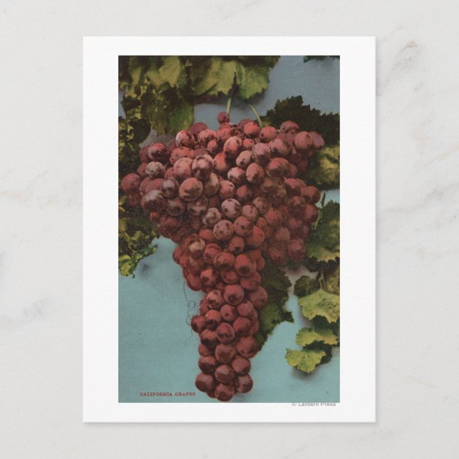 Fruit Chromo Lithograph of California Grapes Vykort (Framsida)