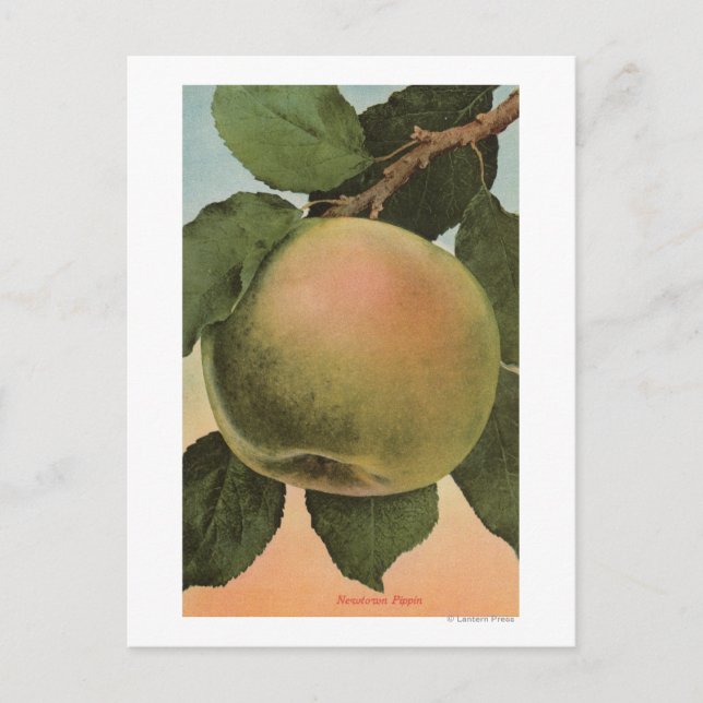 Fruit Chromo Lithograph of Newtown Pippen Vykort (Framsida)