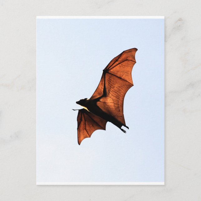 Fruit fladdermus (flyghund) vykort (Framsida)