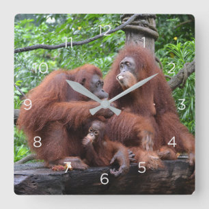 Frukosten med Orangutans Singapore Zoo Fyrkantig Klocka