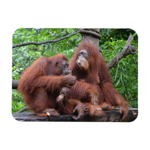 Frukosten med Orangutans Singapore Zoo Magnet