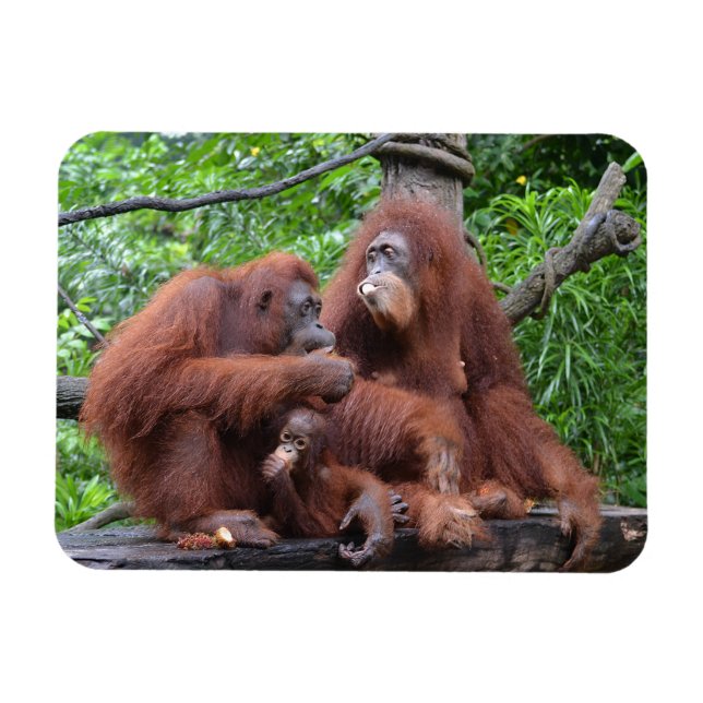 Frukosten med Orangutans Singapore Zoo Magnet (Horisontell)
