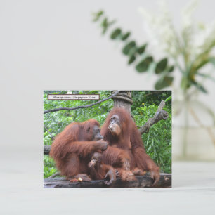 Frukosten med Orangutans Singapore Zoo Vykort