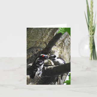 Frukostkort (Downy Woodpecker #1) - Tomt antecknin Kort