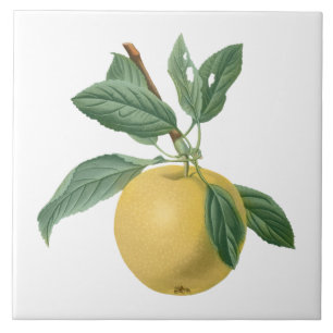 Frukt Äpple Botanisk Illustration Kakelplatta