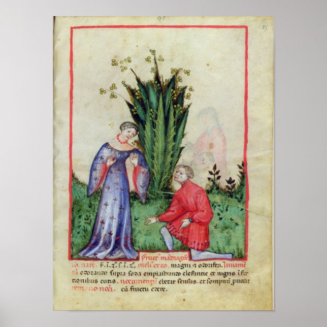 Frukt av Mandrake, från'Tacuinum Sanitatis' Poster (Framsidan)