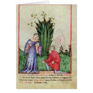Frukt av Mandrake, from Tacuinum Sanitatis Hälsningskort