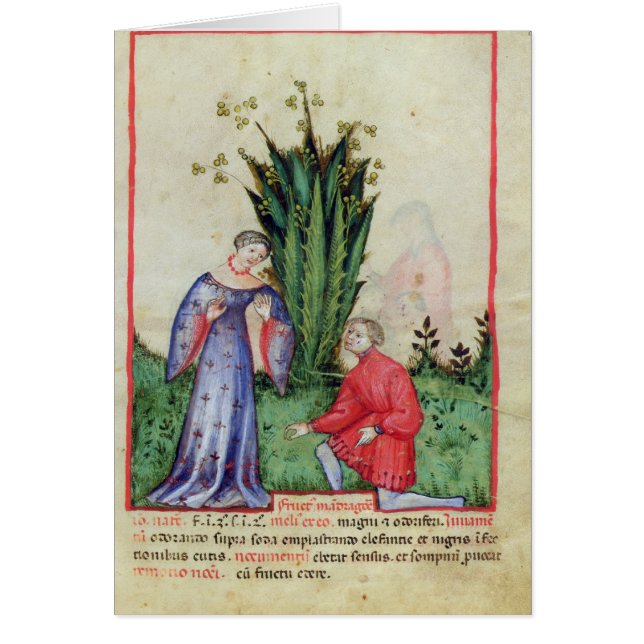 Frukt av Mandrake, from Tacuinum Sanitatis Hälsningskort (Framsidan)