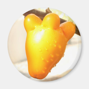 Frukt från Fox Ansikte (Solanum mammosum) Magnet