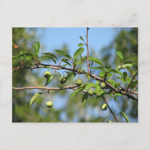 Frukt från södra Crabapple Vykort