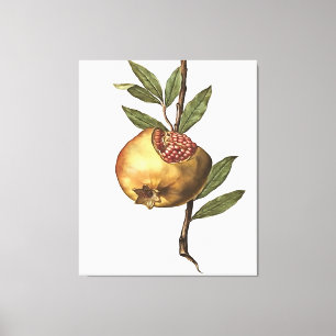 Frukt och frö av granatäpple och granatäpple från canvastryck