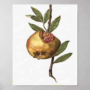 Frukt och frö av granatäpple och granatäpple från poster