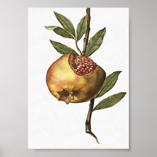 Frukt och frö av granatäpple och granatäpple från poster
