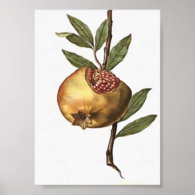Frukt och frö av granatäpple och granatäpple från  poster (Framsidan)