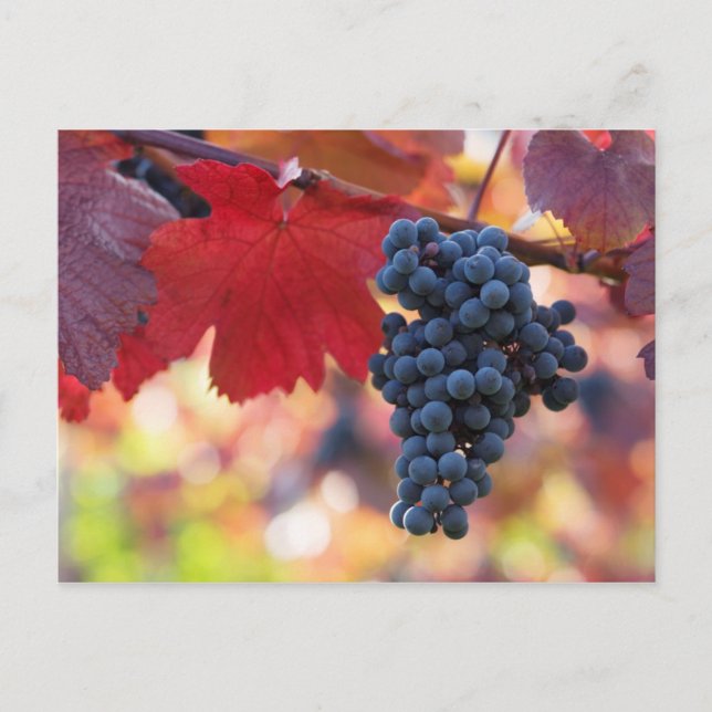 Frukt- och matvykort 72 vykort (Framsida)