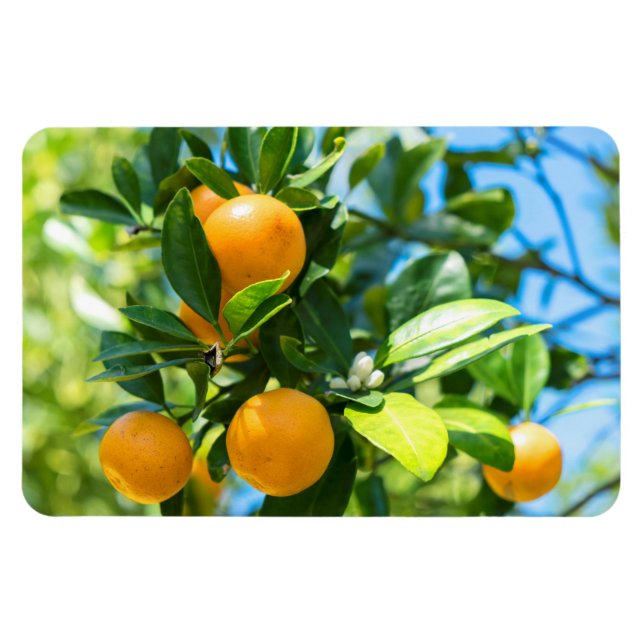 Fruktbärande apelsinträd magnet (Horisontell)