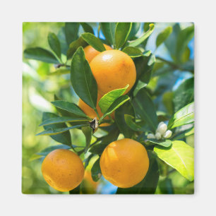 Fruktbärande apelsinträd magnet