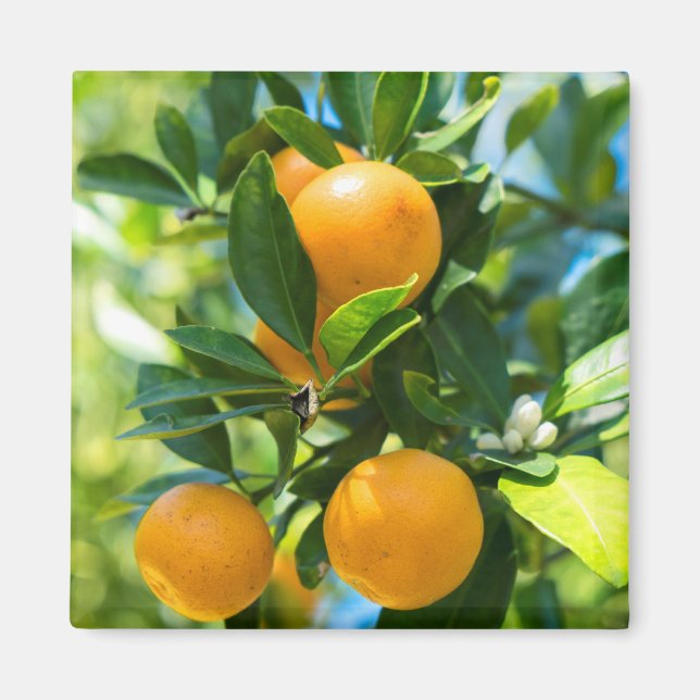 Fruktbärande apelsinträd magnet (Framsidan)