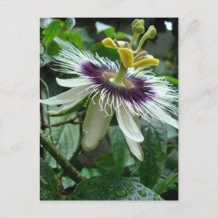 Fruktblomma från exotisk tropisk Passionsblomma Vykort