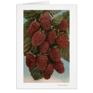 FruktChromo Lithograph av LoganberriesState Hälsningskort