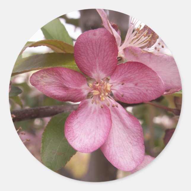 Fruktens Blommar Stickers Runt Klistermärke (Framsida)