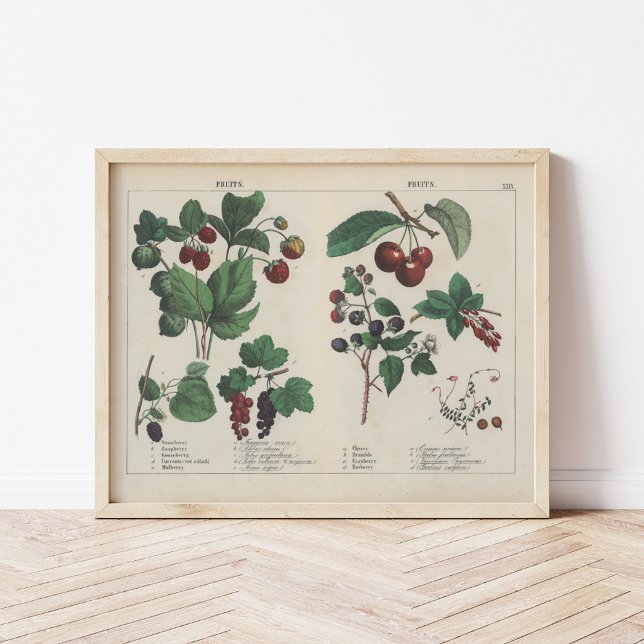 Frukter | Charlotte Mary Yonge Poster (Skapare uppladdad)