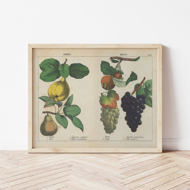 Frukter | Charlotte Mary Yonge Poster (Skapare uppladdad)