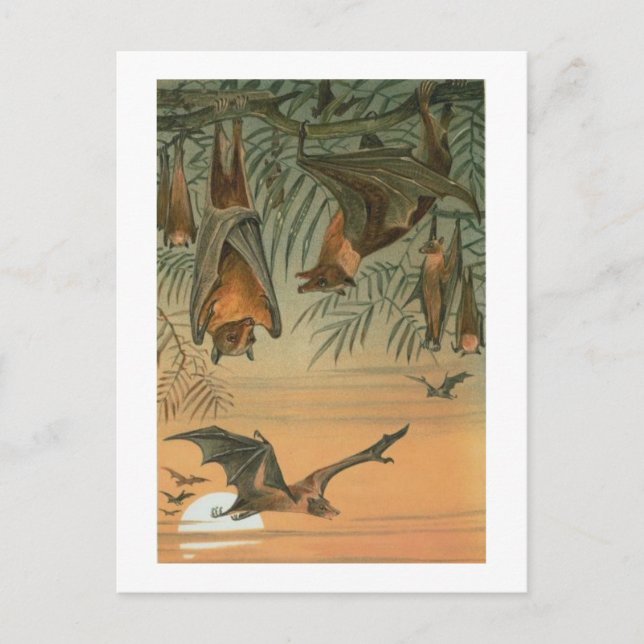 FruktFladdermöss Vykort (Framsida)