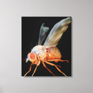 Fruktfluga Canvastryck