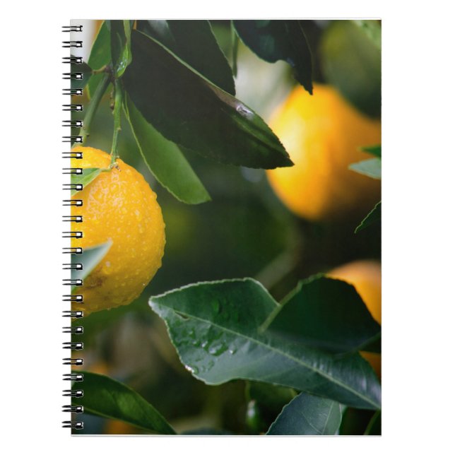 Fruktfotografi av Lemon Träd Anteckningsbok (Framsidan)