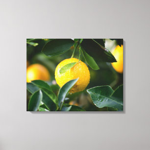 Fruktfotografi av Lemon Träd Canvastryck