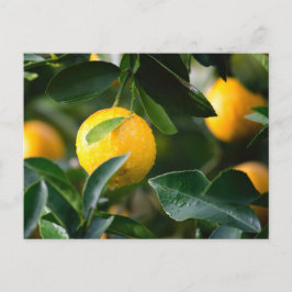 Fruktfotografi av Lemon Träd Vykort