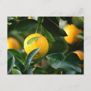 Fruktfotografi av Lemon Träd Vykort