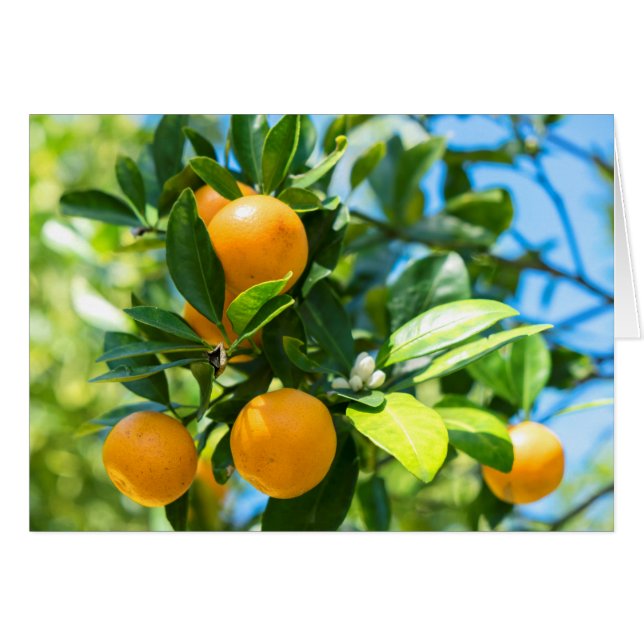 Fruktkött Orange Träd Hälsningskort (Framsidan Horizontal)