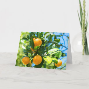 Fruktkött Orange Träd Kort