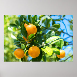 Fruktkött Orange Träd Poster