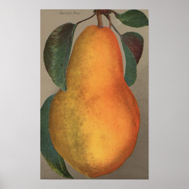 Fruktkromolitografi av Bartlett Pear Poster (Framsidan)