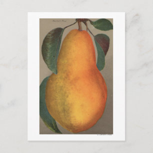 Fruktkromolitografi av Bartlett Pear Vykort